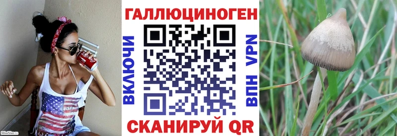 Псилоцибиновые грибы Psilocybine cubensis  Гатчина 