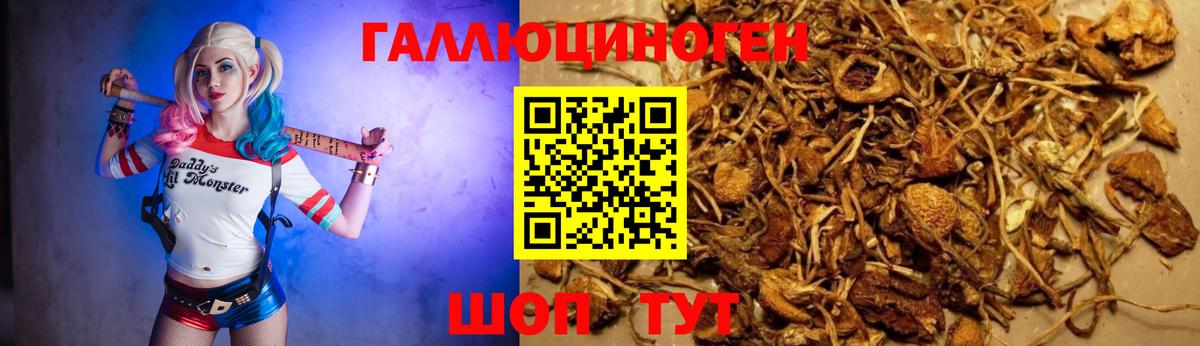 Псилоцибиновые грибы Cubensis Гатчина